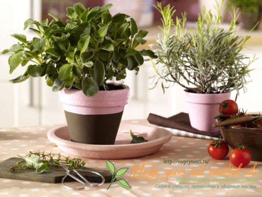 Неприхотливые комнатные цветы