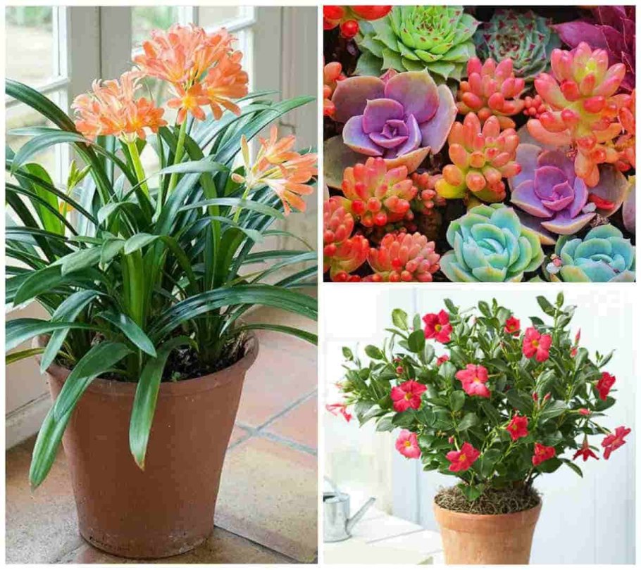 Неприхотливые комнатные цветы цветущие