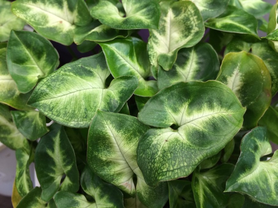 Неприхотливые комнатные растения