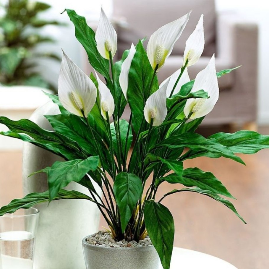 Хлорофитум паучок