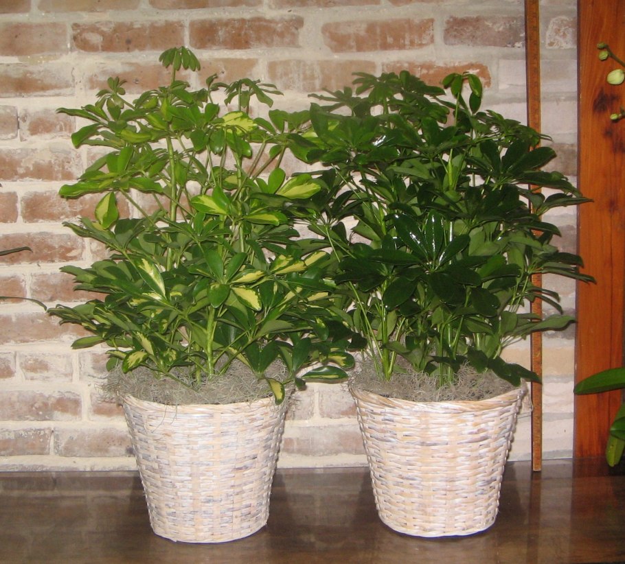 Комнатный цветок замиокулькас