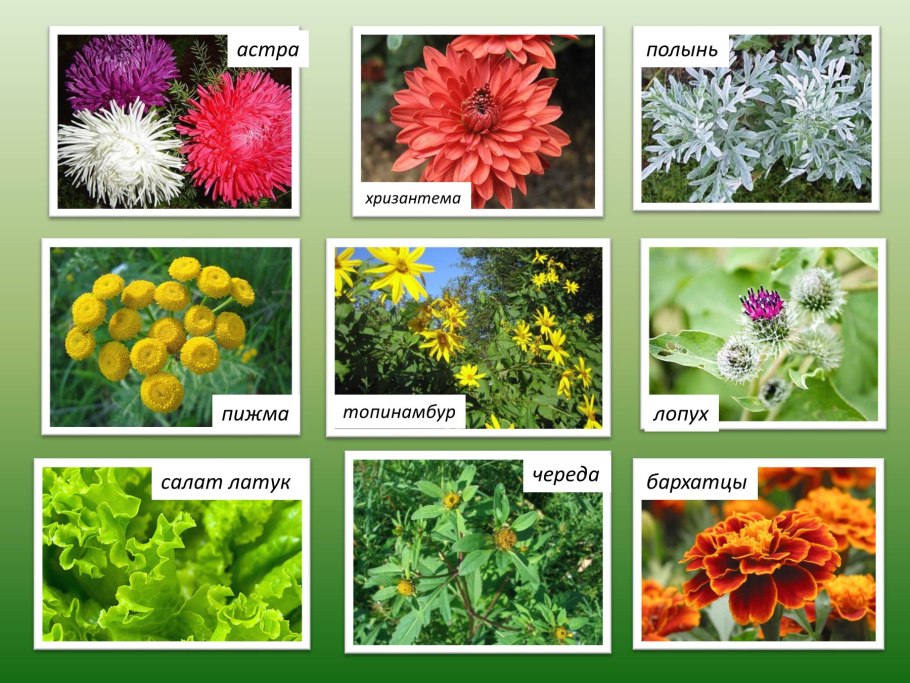 Астровые (подсемейство)