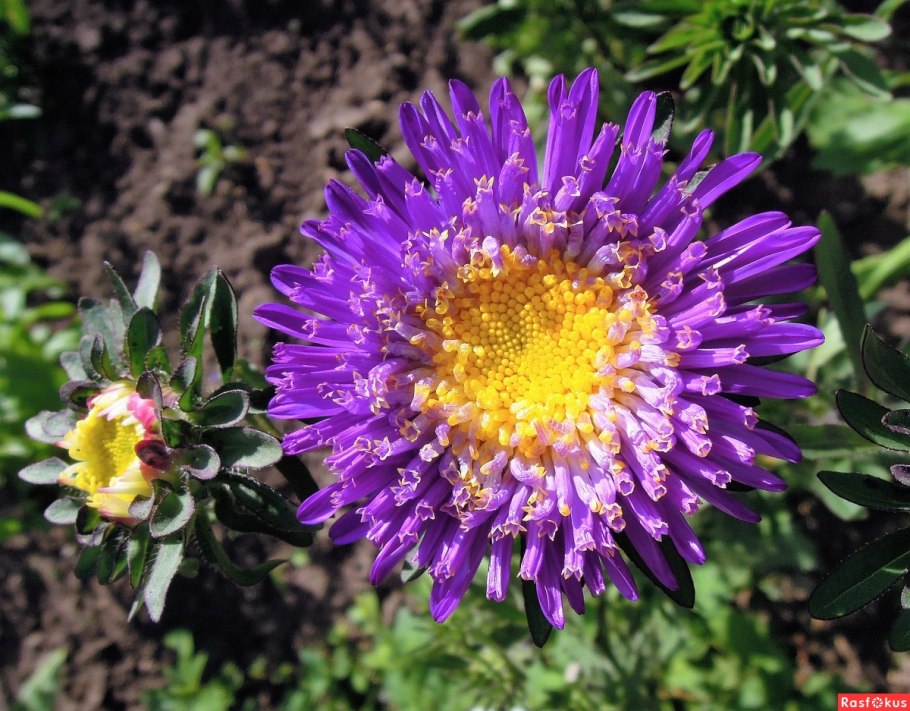 Астровые (Asteraceae)