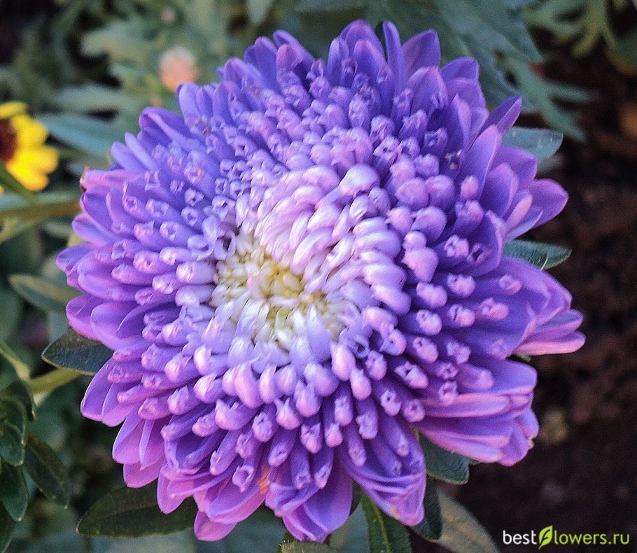 Пиретрум Далматский