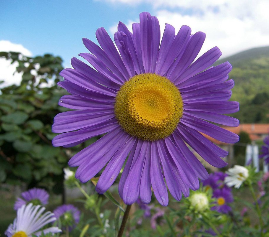 Астра Альпийская (Aster Alpinus) ‘Glory’
