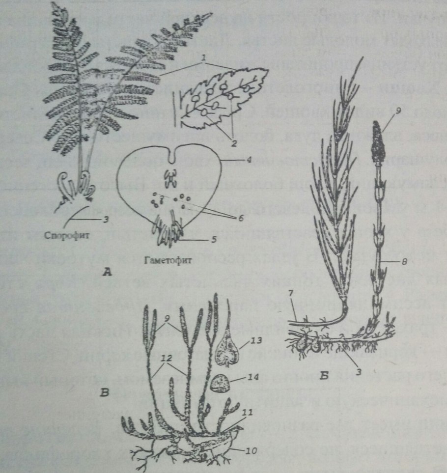 Многоножка обыкновенная Polypodium vulgare