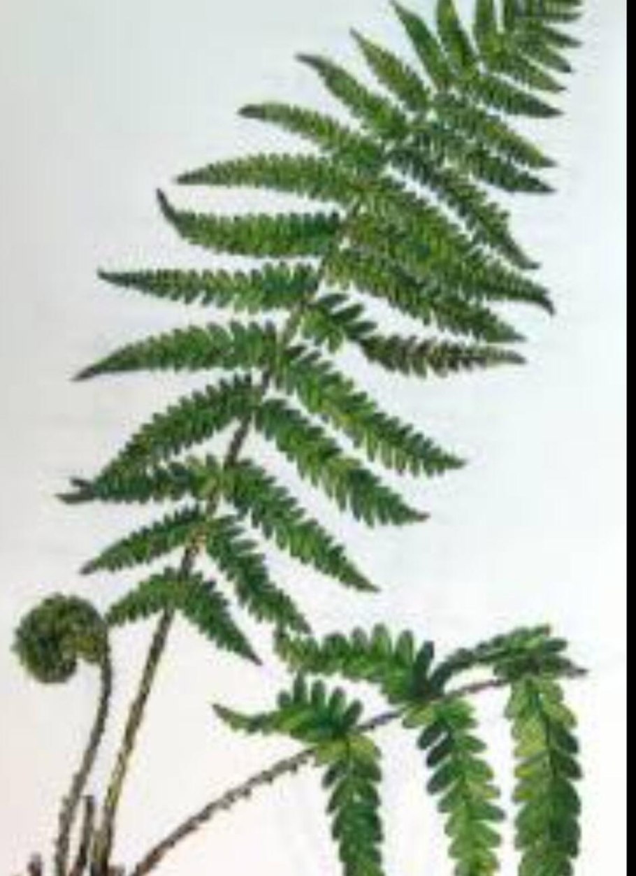 Папоротник Athyrium filix-Femina