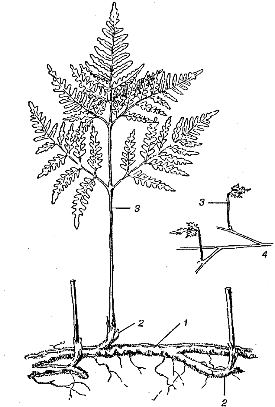 Dryopteris filix-mas