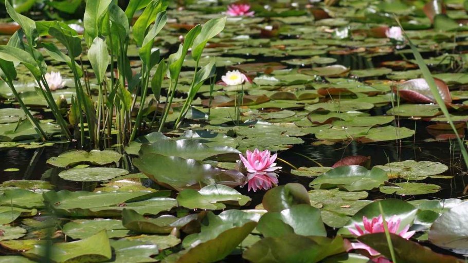 Растения растущие на водоемах