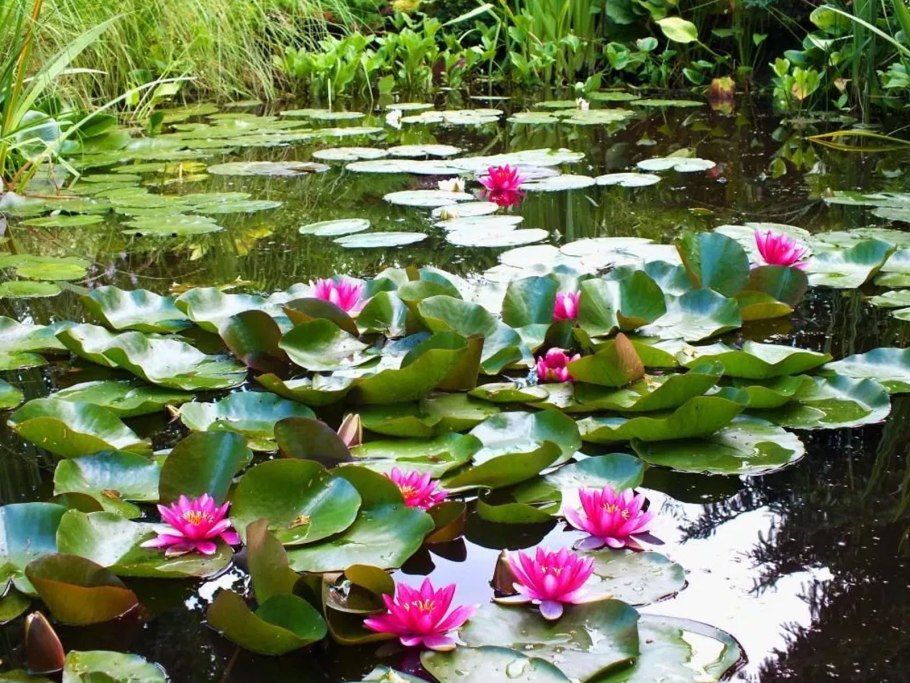 Кувшинка Nymphaea attraction