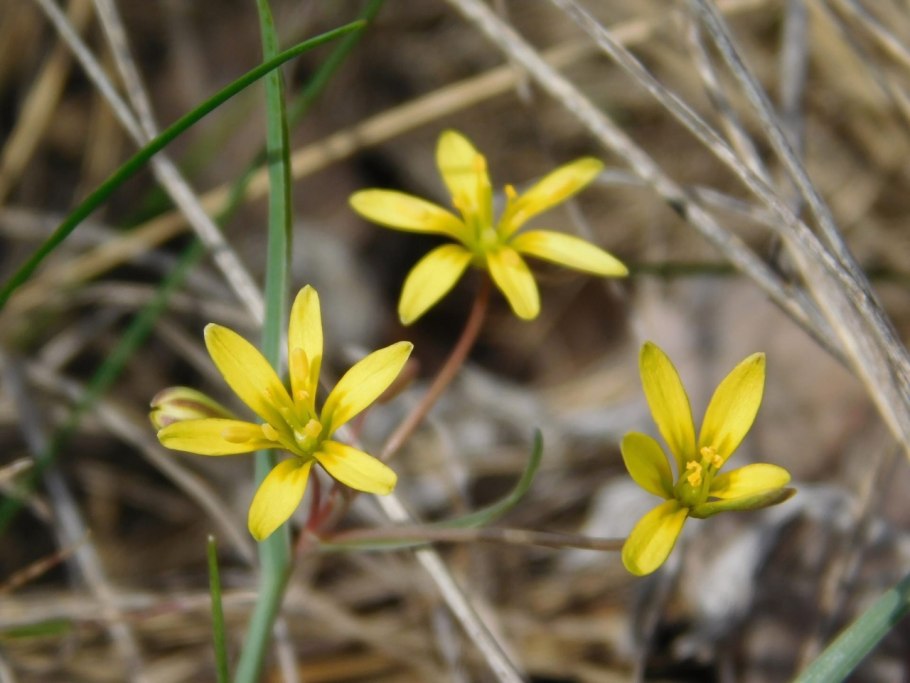 Гусиный лук малоцветковый