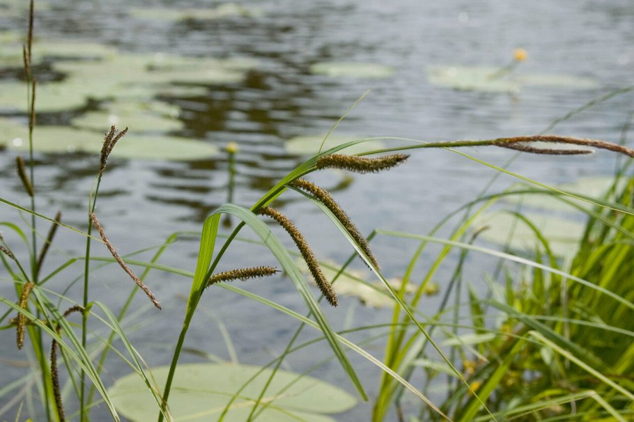 Камыш Озёрный Scirpus lacustris