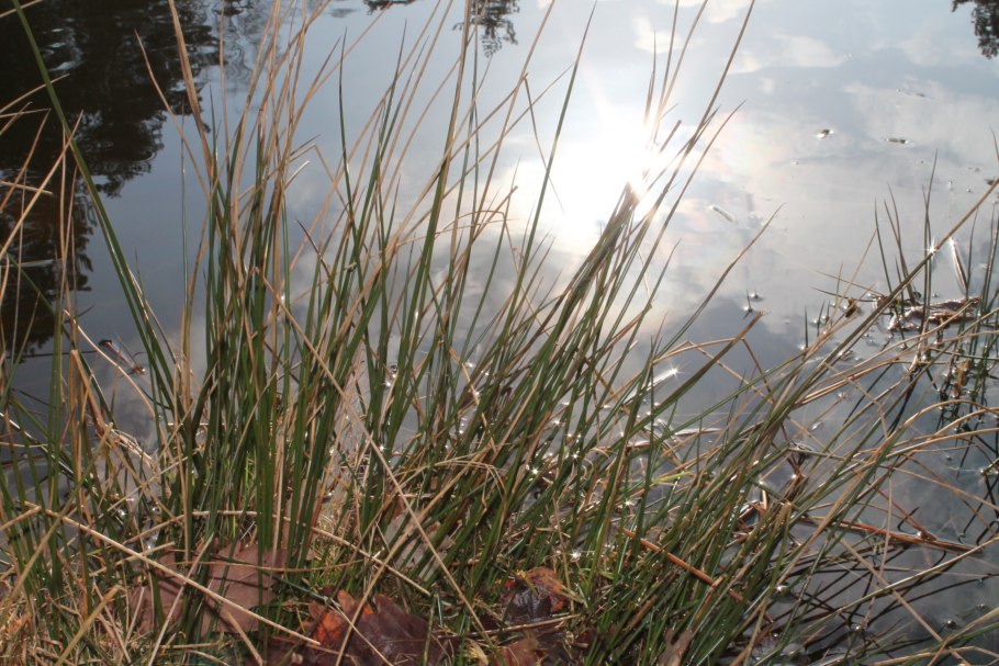 Осока тростник камыш рогоз