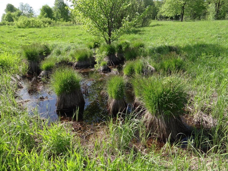 Осока Кобомуги