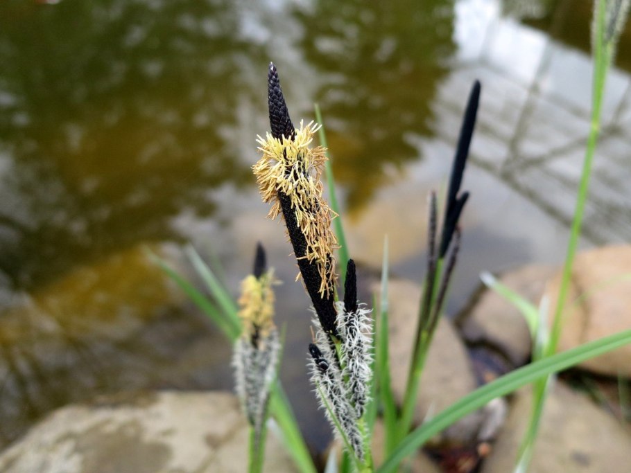 Осока зеленая