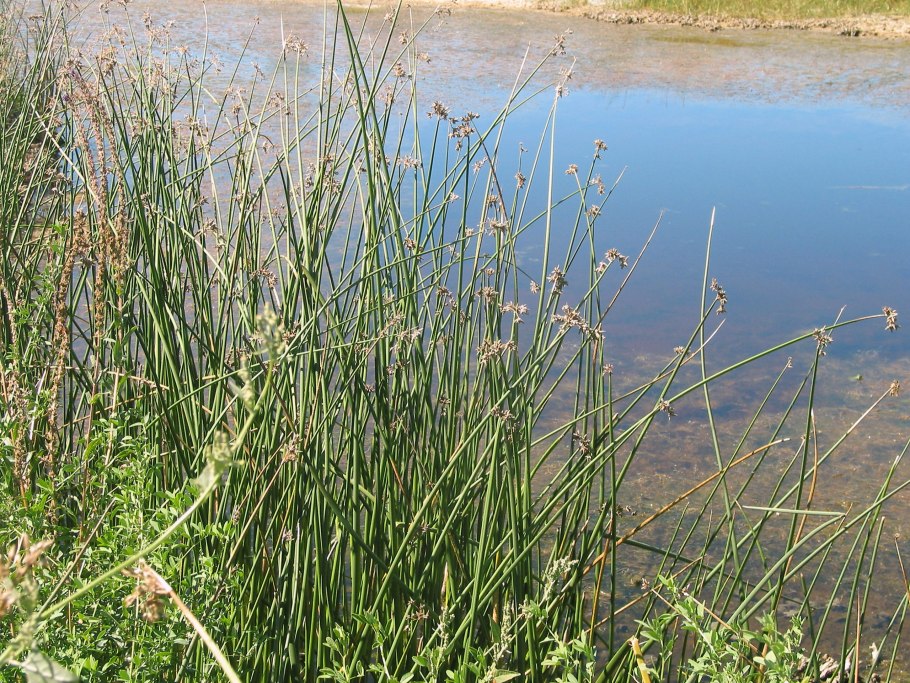 Камыш колхидский