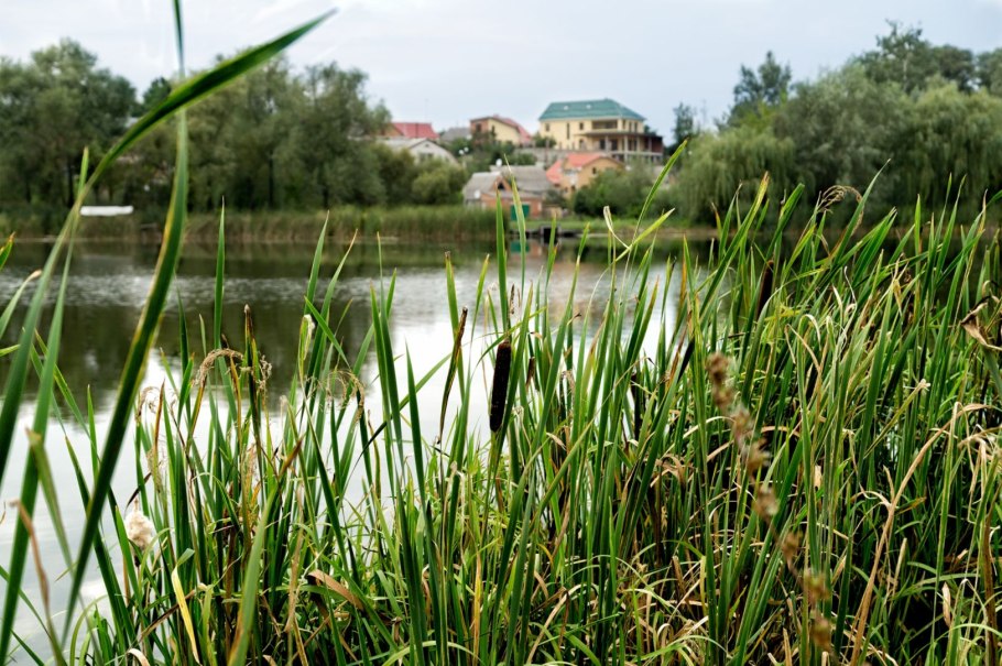 Осока Уссурийская