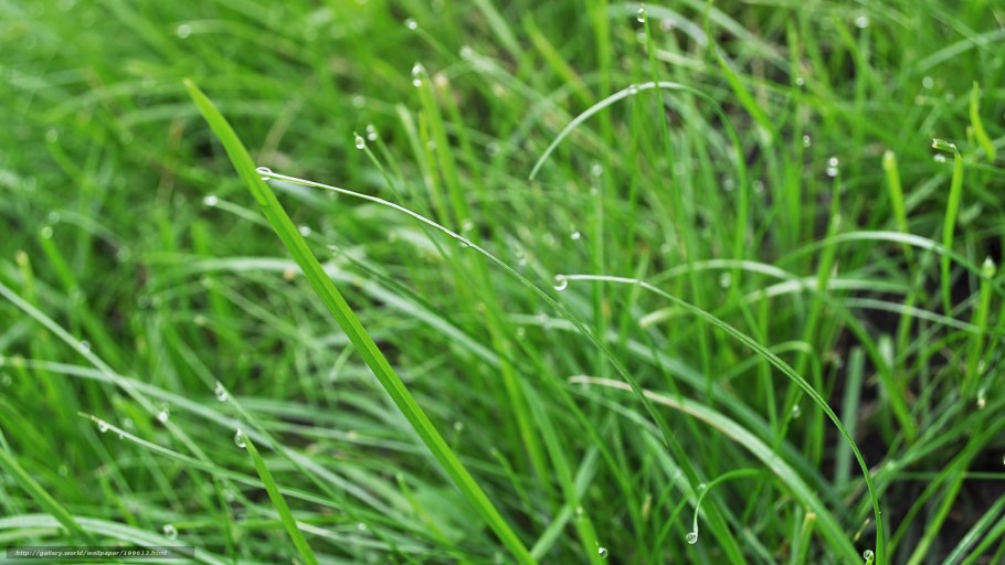 Камыш Лесной Scirpus sylvaticus