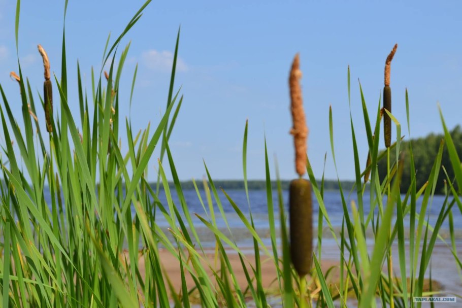 Осока Береговая