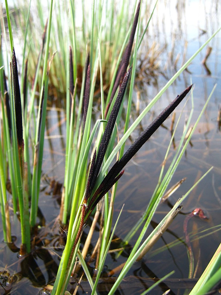 Carex Montana Осока Montana