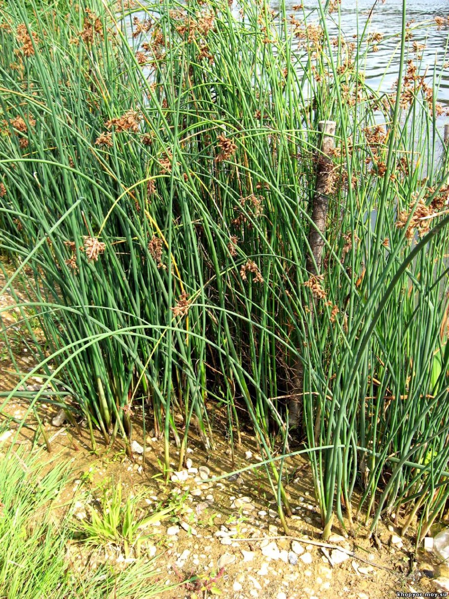 Рогоз стрелолист