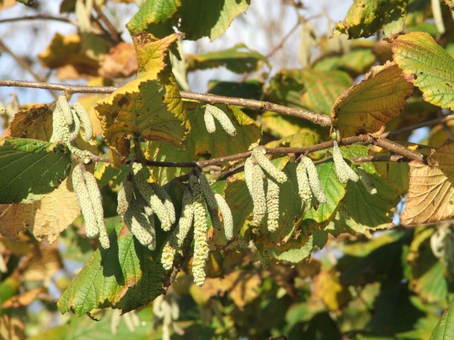 Ольха черная (Alnus glutinosa)