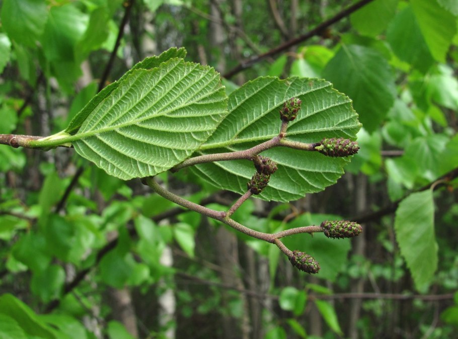 Ольха серая Alnus incana