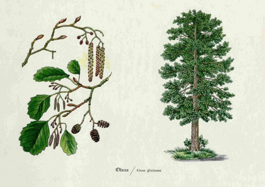 Alnus glutinosa (ольха европейская)
