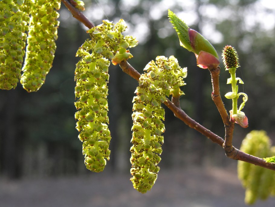 Alnus glutinosa лист