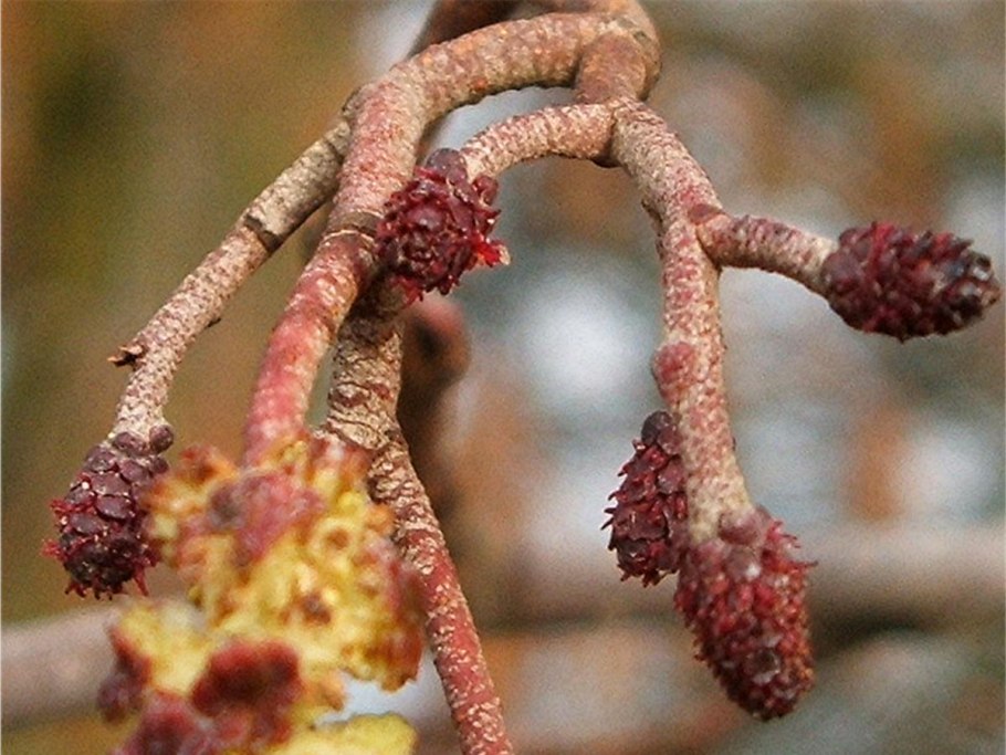 Ольха серая Alnus incana “Aurea”