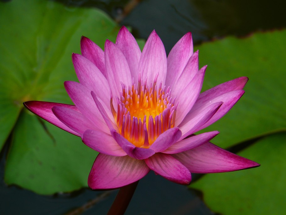 Отдел цветковые Magnoliophyta