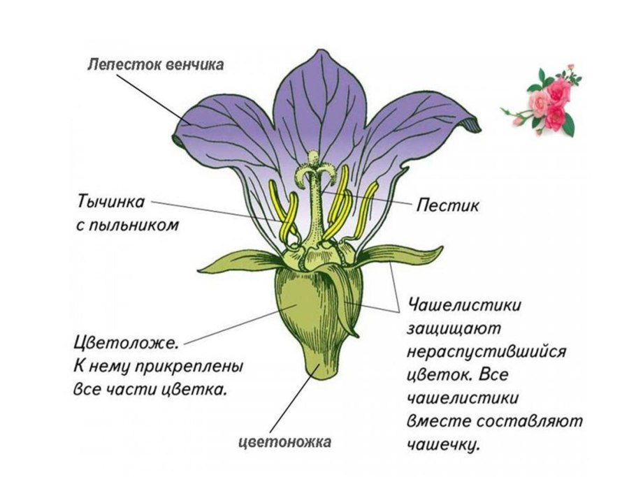 Rosaceae семейство