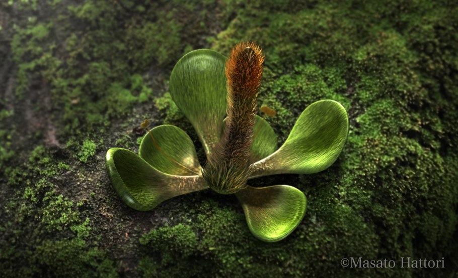 Крокус дикий цветок