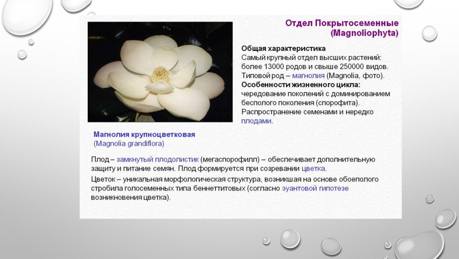 Покрытосеменные растения 5 класс классификация