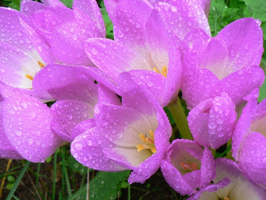 Разнообразные растения