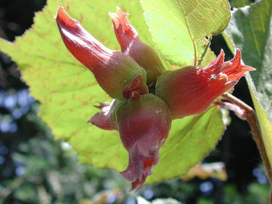 Corylus avellana 'barceloński'