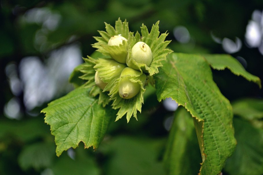 Лещина обыкновенная (Corylus avellana)