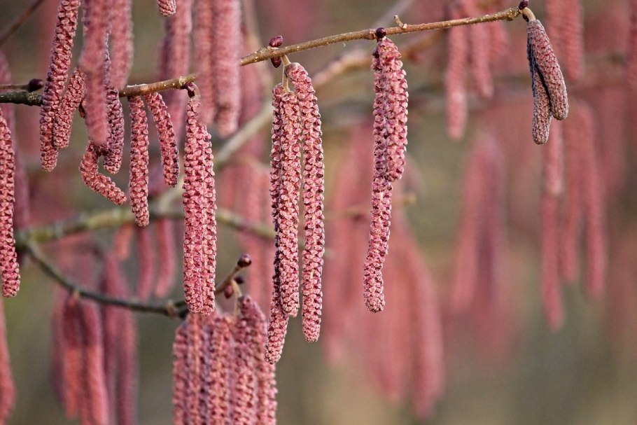 Сережки на орешнике весной
