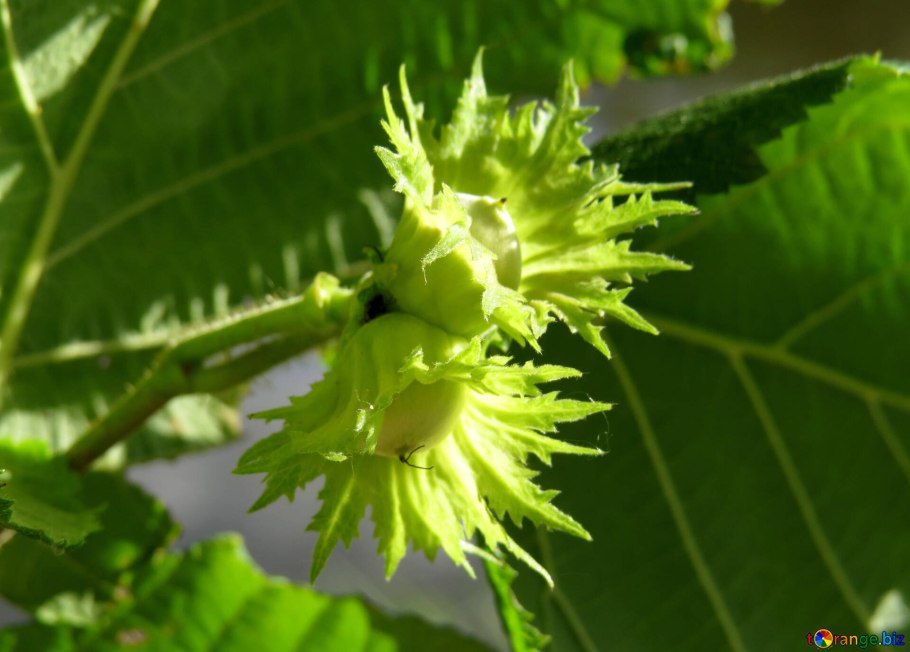 Орешник с бурыми листьями