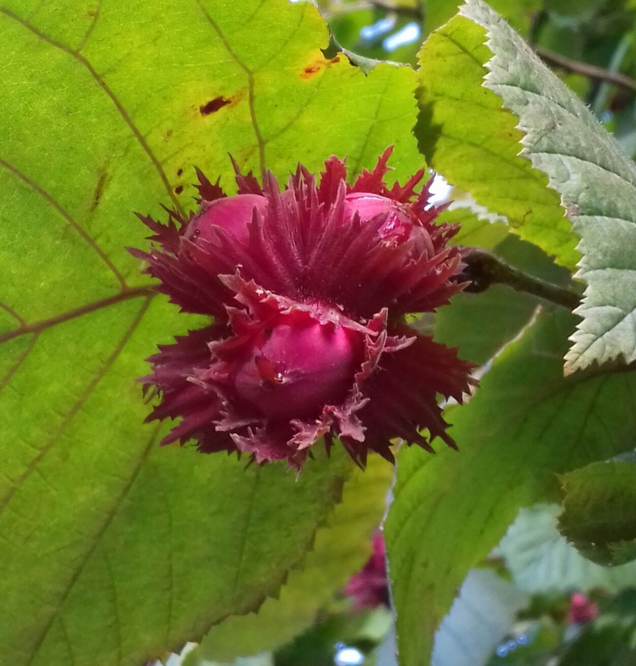 Лесной орех цветение