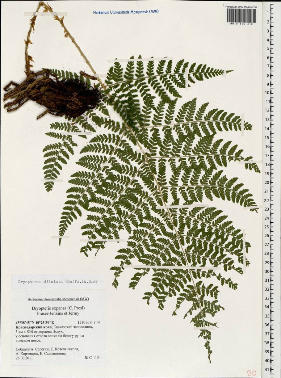 Dryopteris filix-mas(l.) Schott