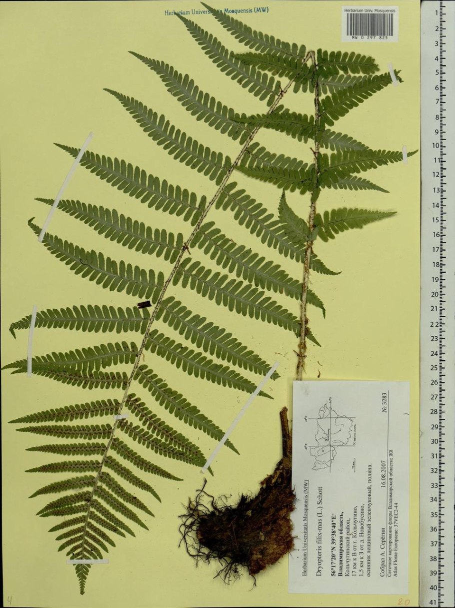 Папоротник dryopteris palmata