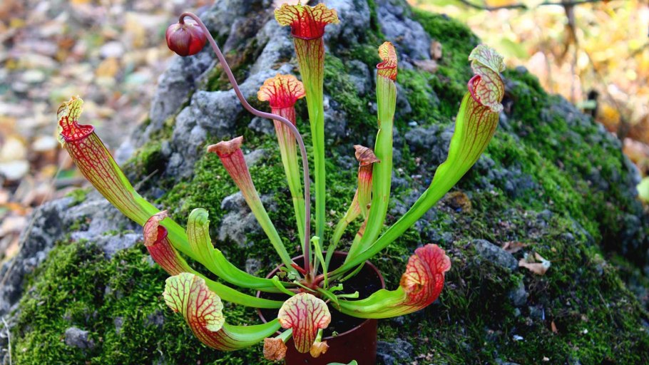 Венерин башмачок ventricosum