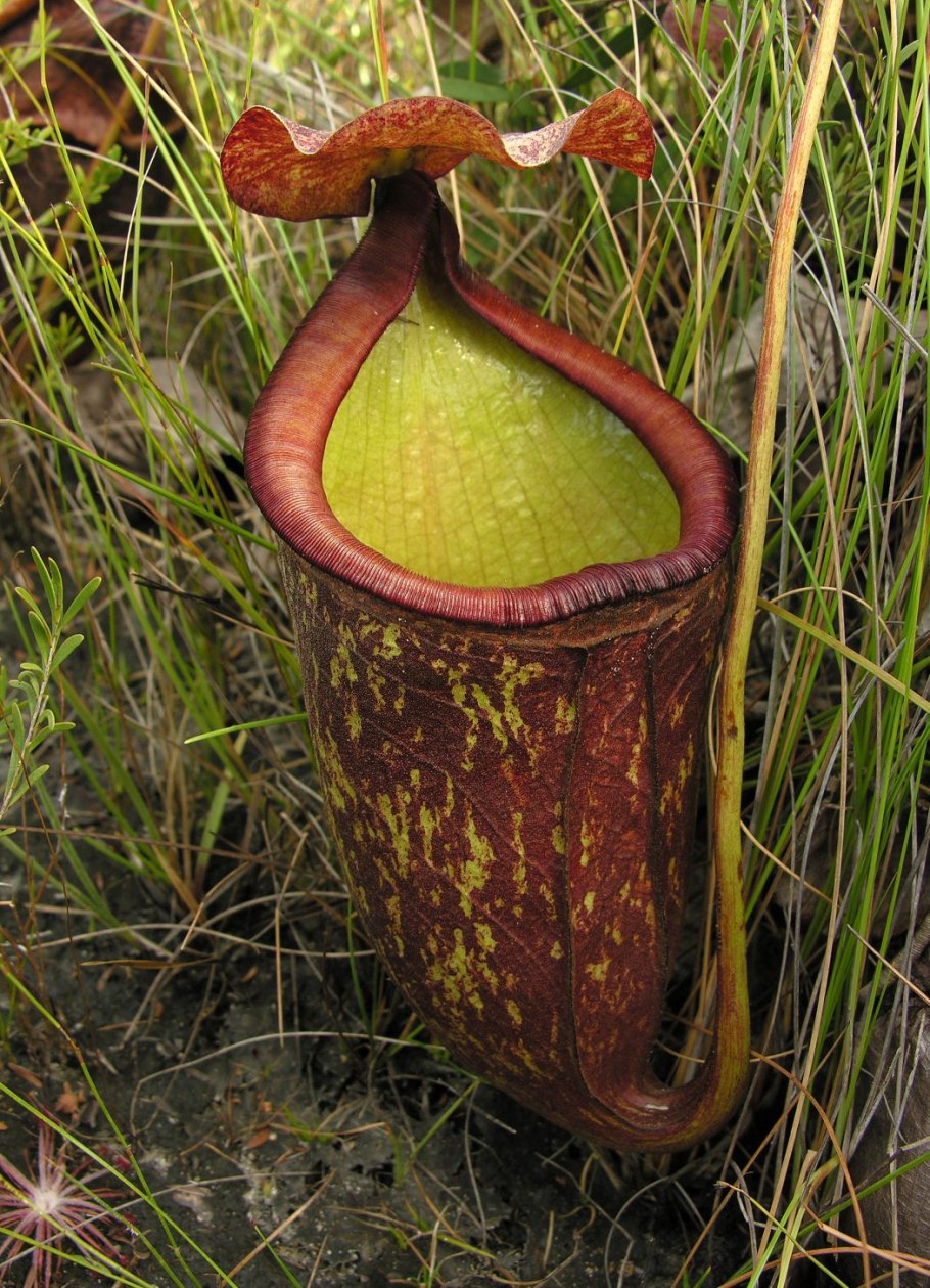 Пион тонколистный описание из красной книги