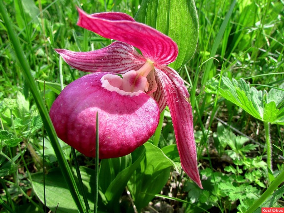 Насекомоядная росянка круглолистная