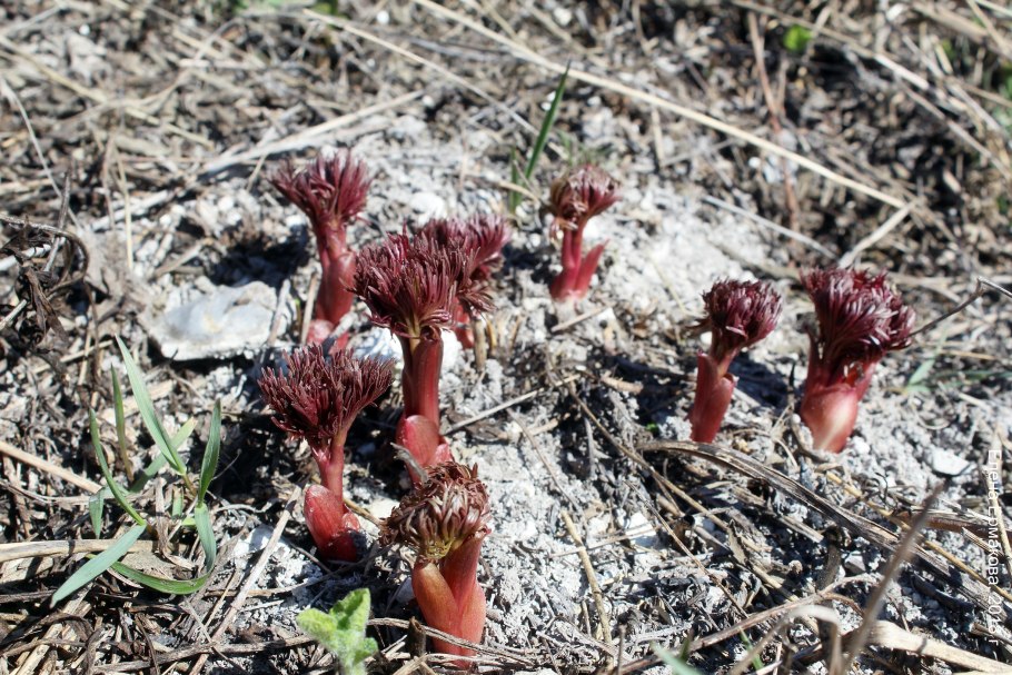 Венерин башмачок цветение