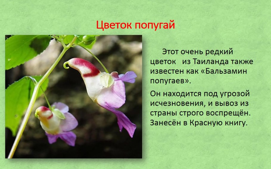 Венерин башмачок фиолетовый