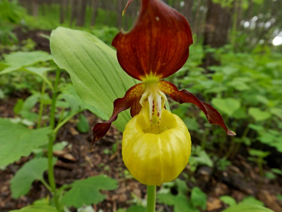 Раффлезия Арнольди корень