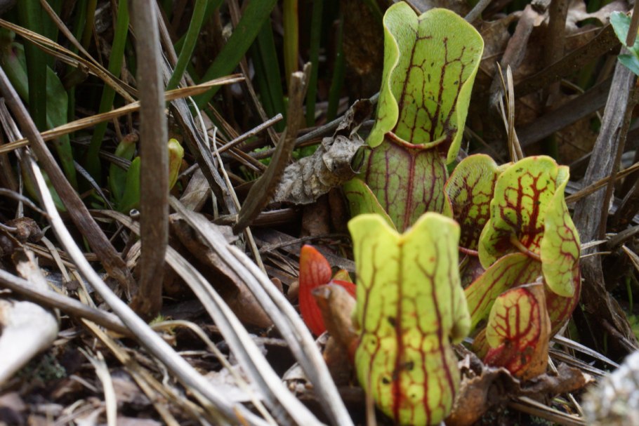 Формула цветка лотоса орехоносного
