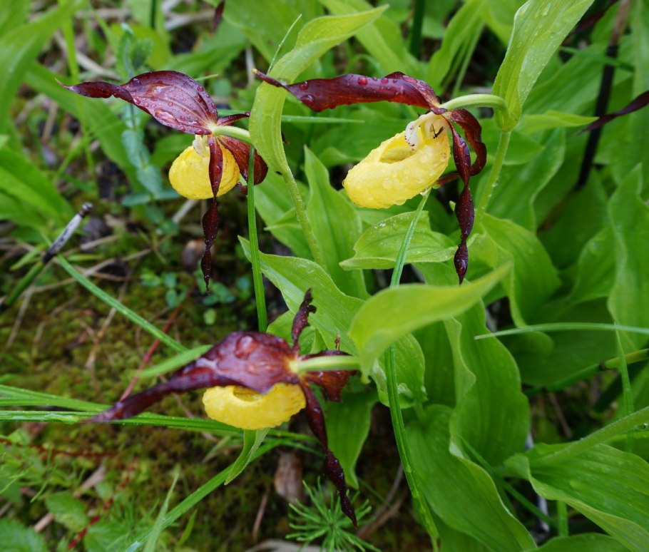 Красная книга венерин башмачок